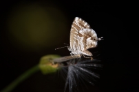 Le Brun des plargoniums (Lpidoptre - Lycaenidae - Cacyreus marshalli)